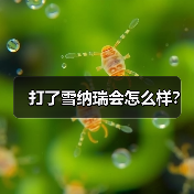 打了雪纳瑞会怎么样？（图4）