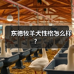 东德牧羊犬性格怎么样？（图3）