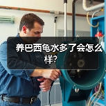 养巴西龟水多了会怎么样？（图3）