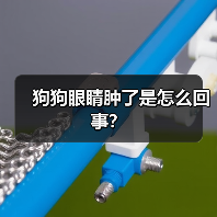 狗狗眼睛肿了是怎么回事？（图1）