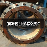 猫咪拉肚子怎么办？（图4）