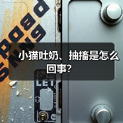 小猫吐奶、抽搐是怎么回事？（图2）