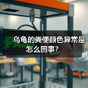 乌龟的粪便颜色异常是怎么回事？（图3）