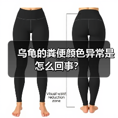 乌龟的粪便颜色异常是怎么回事？（图4）