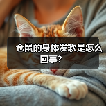 仓鼠的身体发软是怎么回事？（图2）