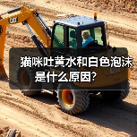 猫咪吐黄水和白色泡沫是什么原因？（图3）