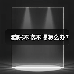 猫咪不吃不喝怎么办？