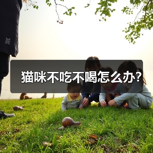 猫咪不吃不喝怎么办？（图2）