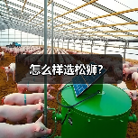 怎么样选松狮？