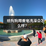 给狗狗用香皂洗澡会怎么样？（图3）