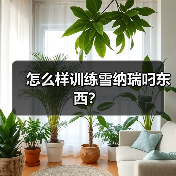 怎么样训练雪纳瑞叼东西？（图1）