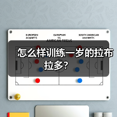 怎么样训练一岁的拉布拉多？（图1）