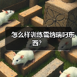 怎么样训练雪纳瑞叼东西？（图3）