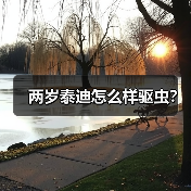 两岁泰迪怎么样驱虫？（图1）