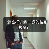 怎么样训练一岁的拉布拉多？