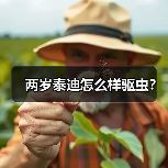 两岁泰迪怎么样驱虫？（图3）