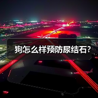 狗怎么样预防尿结石？（图1）