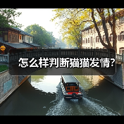 怎么样判断猫猫发情？