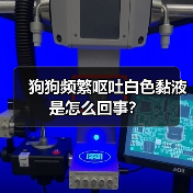 狗狗频繁呕吐白色黏液是怎么回事？（图2）