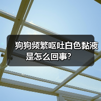 狗狗频繁呕吐白色黏液是怎么回事？