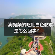 狗狗频繁呕吐白色黏液是怎么回事？（图4）