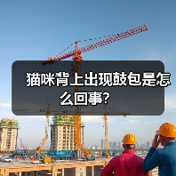 猫咪背上出现鼓包是怎么回事？