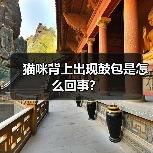 猫咪背上出现鼓包是怎么回事？（图3）