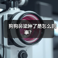 狗狗鼻梁肿了是怎么回事？（图3）