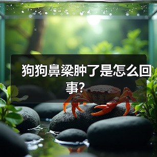 狗狗鼻梁肿了是怎么回事？