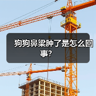 狗狗鼻梁肿了是怎么回事？（图4）