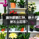 猫咪眼睛红肿、睁不开是怎么回事？
