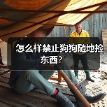 怎么样禁止狗狗随地捡东西？