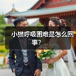 小猫呼吸困难是怎么回事？（图4）
