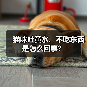 猫咪吐黄水、不吃东西是怎么回事？（图3）