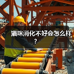 猫咪消化不好会怎么样？（图1）