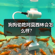 狗狗偷吃阿莫西林会怎么样？（图4）