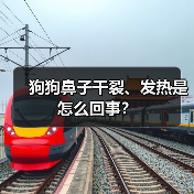 狗狗鼻子干裂、发热是怎么回事？
