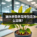 猫咪走路老是摔倒是怎么回事？（图1）