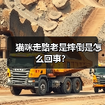 猫咪走路老是摔倒是怎么回事？（图2）
