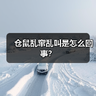 仓鼠乱窜乱叫是怎么回事？（图3）