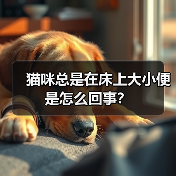 猫咪总是在床上大小便是怎么回事？（图1）