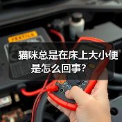 猫咪总是在床上大小便是怎么回事？