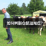 如何判断仓鼠湿尾症？（图4）