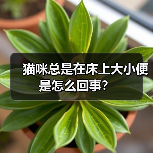 猫咪总是在床上大小便是怎么回事？（图4）