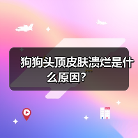 狗狗头顶皮肤溃烂是什么原因？（图4）