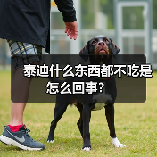 泰迪什么东西都不吃是怎么回事？
