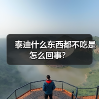 泰迪什么东西都不吃是怎么回事？（图3）