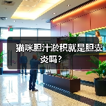 猫咪胆汁淤积就是胆囊炎吗？（图2）