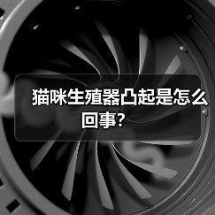猫咪生殖器凸起是怎么回事？（图1）