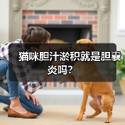 猫咪胆汁淤积就是胆囊炎吗？（图4）